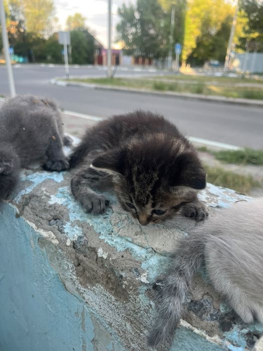 Отдам в добрые руки
