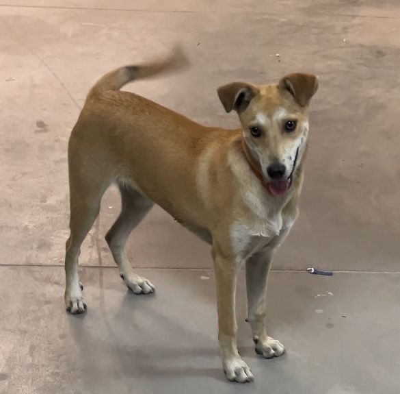 Собака в хорошие руки