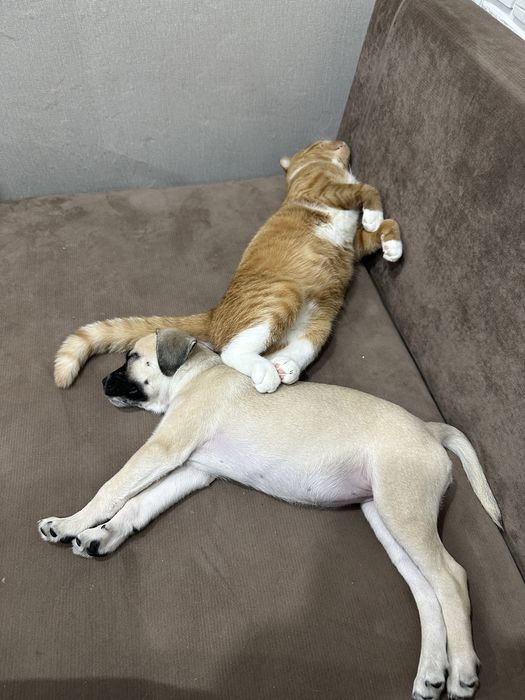 Тиша в добрые руки