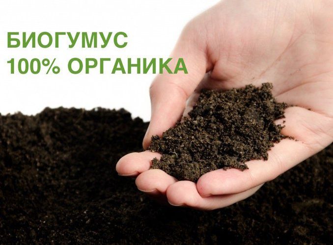 Sifatli toza Biogumus sotiladi.