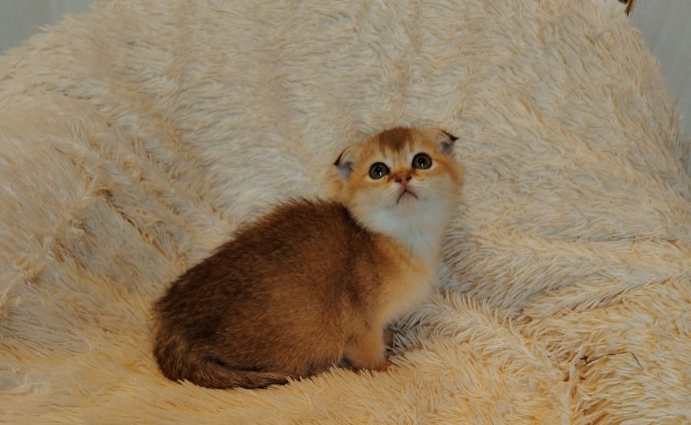 Котята Золото шиншиллы