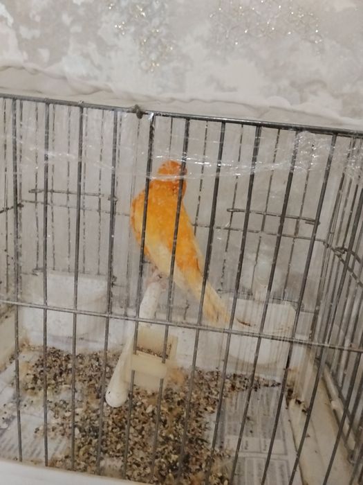 Shmel nar sotiladi va barter ham bor