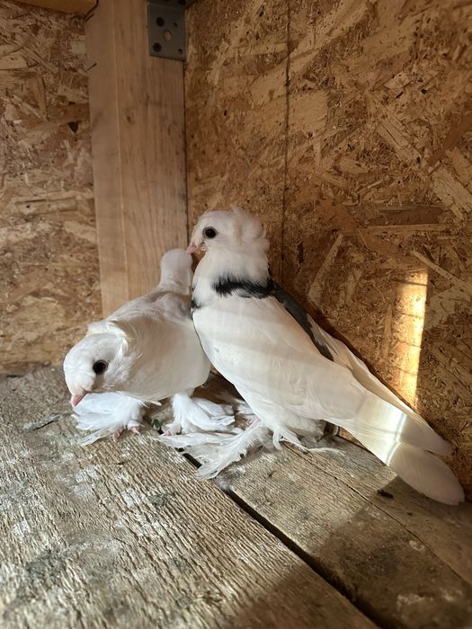 Două perechi scosi din pagi . Porumbeii au inceput sa manance singurei .