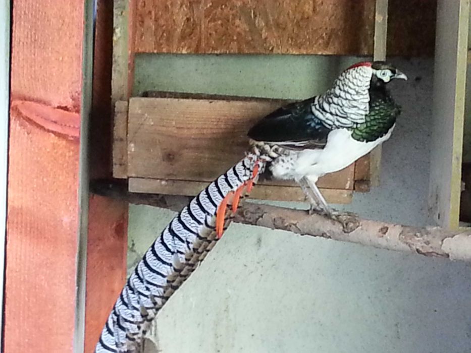 Vand fazani exotici diferite rase .