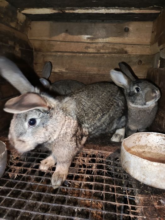 Продам кроликов 4