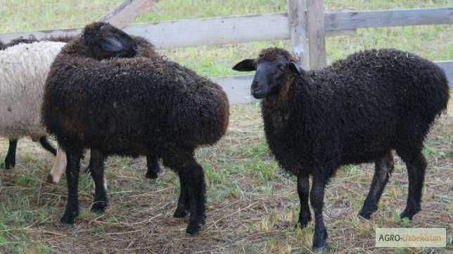 Арашан зотли  кучкор кузилари