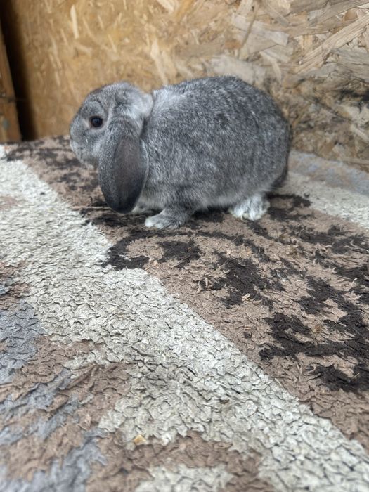 Iepuri pitic berbec german