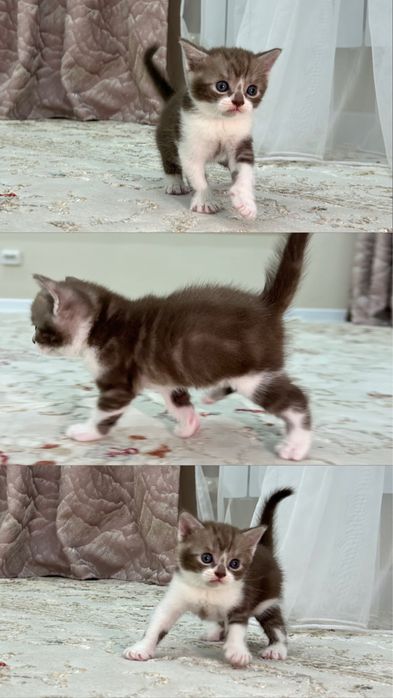 Продается котяты чистокровные