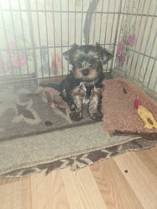 Йоркширский терьер