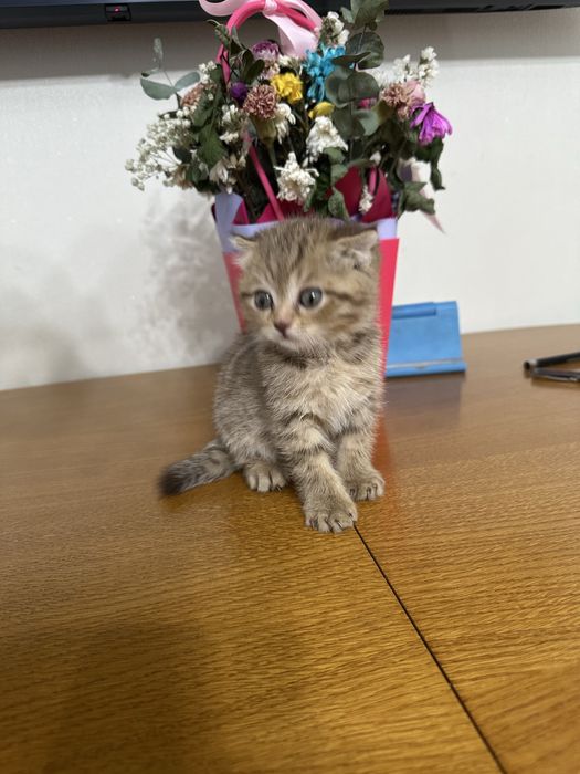 Продам котёнка шотландец