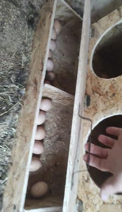 Гнездо для кур с яйцесборником