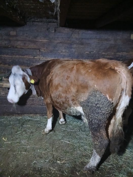 Vand vaca baltata romaneasca