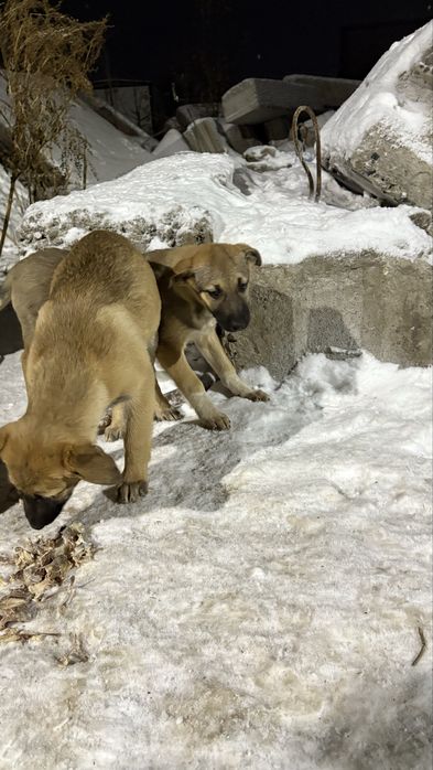 Три девочки родились на улице