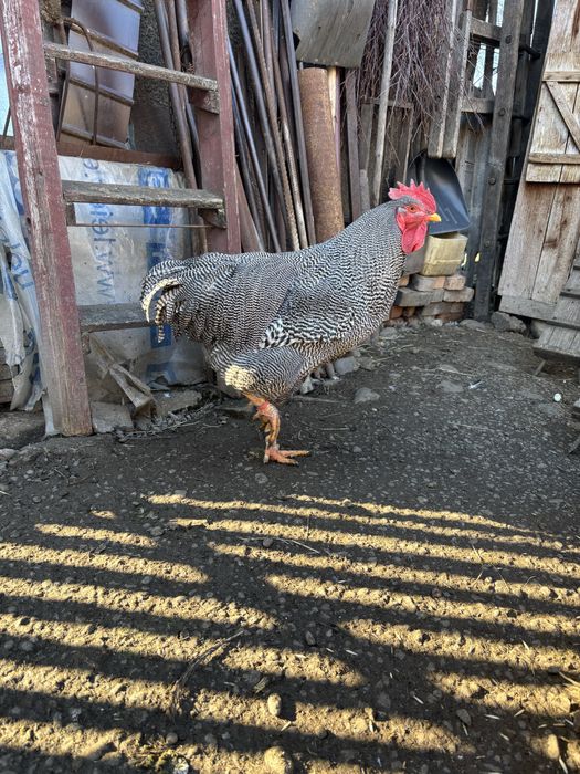 Cocos plymouth de vanzare