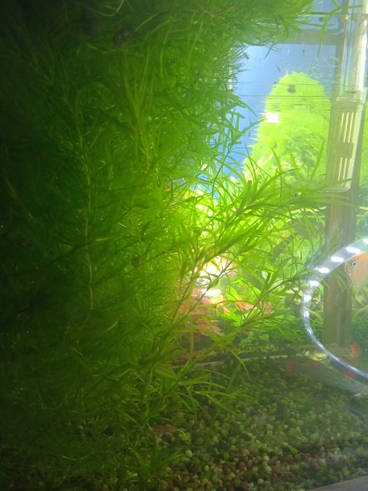Продаю аквариумные растения
