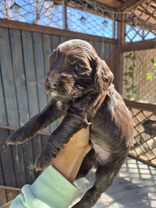 Девочка спаниель шоколад