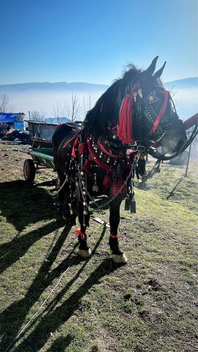 Vand armasar cuminte