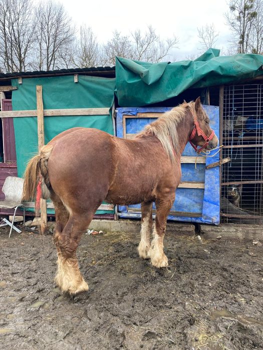 Harmasar de vinzare vistra 3 ani proba la fata locului  ,foarte cumint