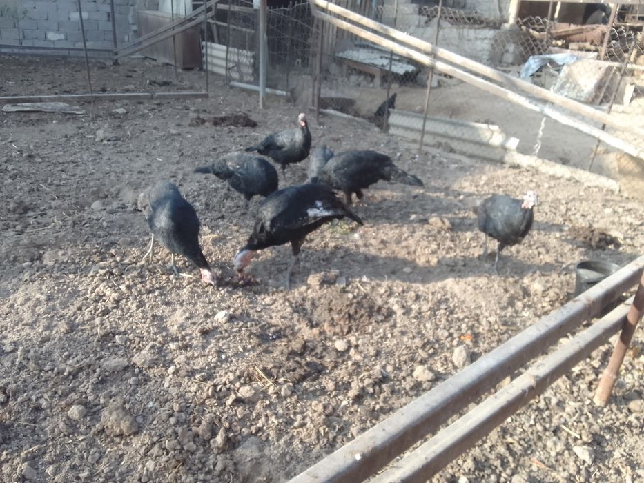 Kurkalar 5ta ayol 2ta erkagi