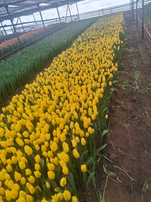 Тюльпан оптом Алматы.