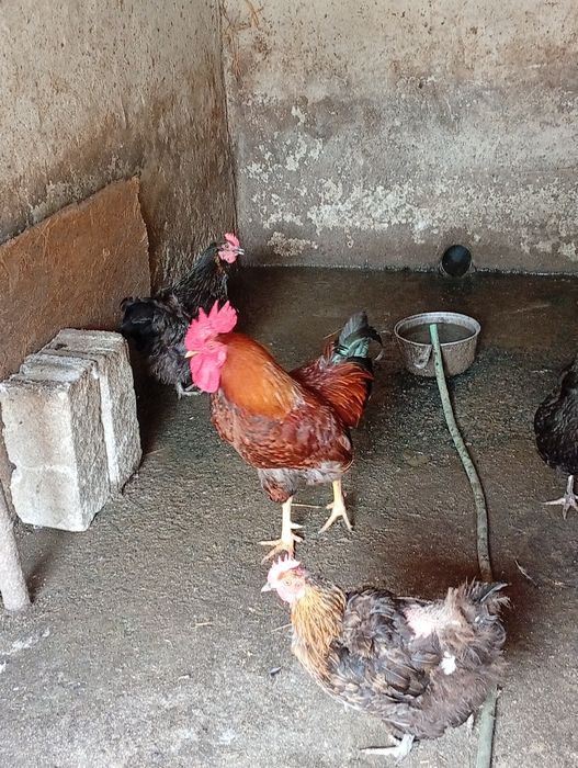 Cocoși de vânzare