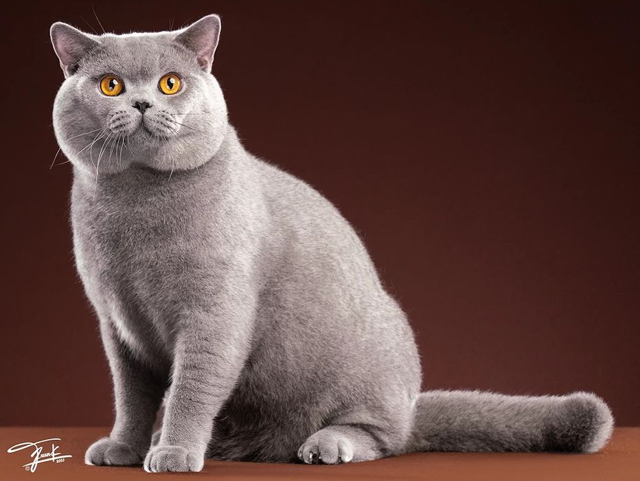 British shorthair cat