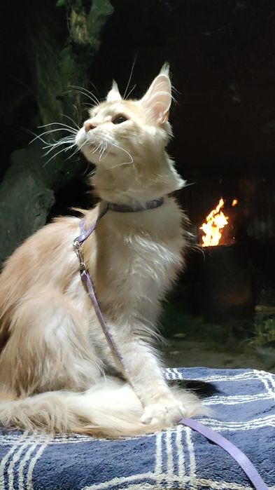 Кот  породы Майн-кун