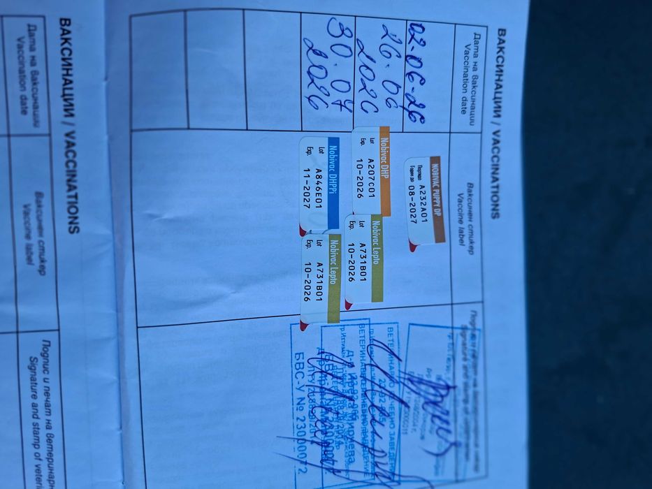 Продавам белгииска овчарка
