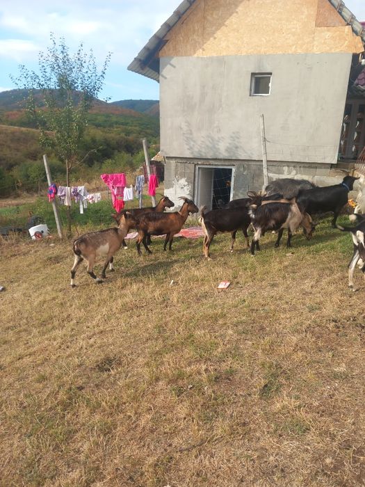 Vand capre 11 capre un țap si o iada