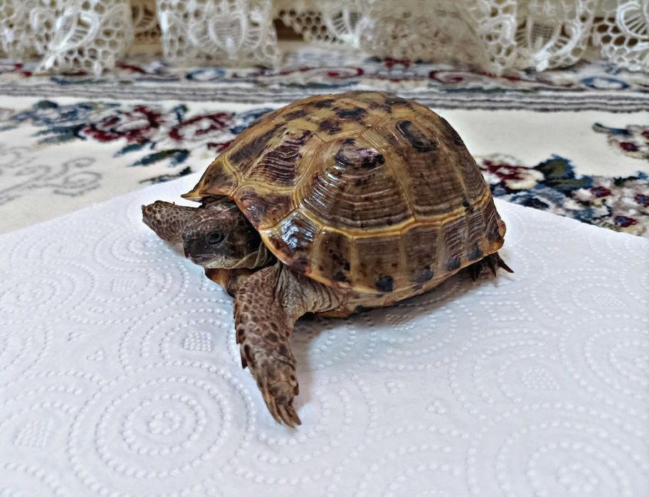 Продается Черепаха!