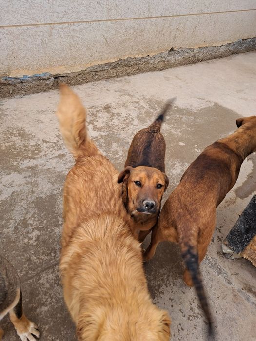 Собаки в добрые руки, только с дальнейшем отслеживанием судьбы