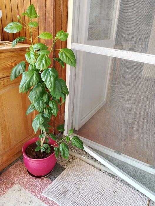 Стайни цветя, коренчета розмарин