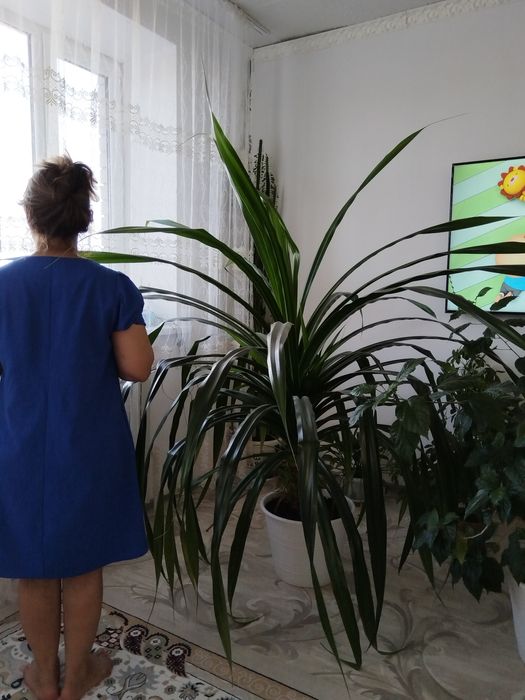 Продам Комнатные цветы