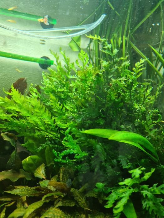 Аквариумные растения