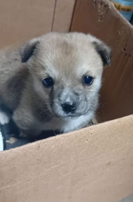 Donez / dau spre adopție cățeluș