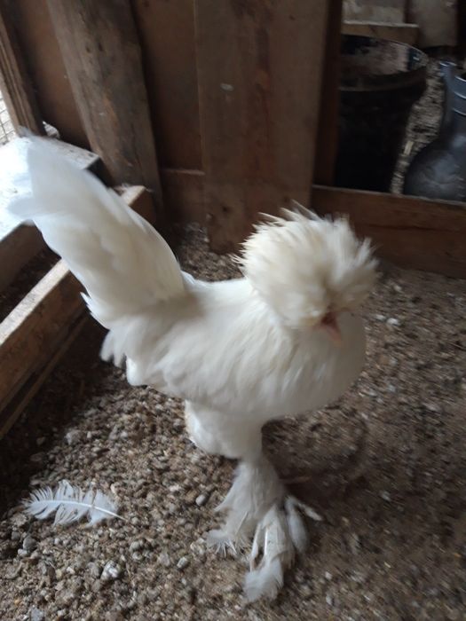 Kareyski yaponcha xoro'zlari sotiladi