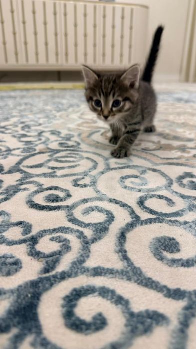 Отдам котят в добрые руки