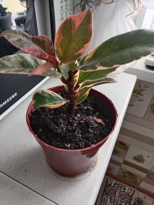 Фикус тинеке продам