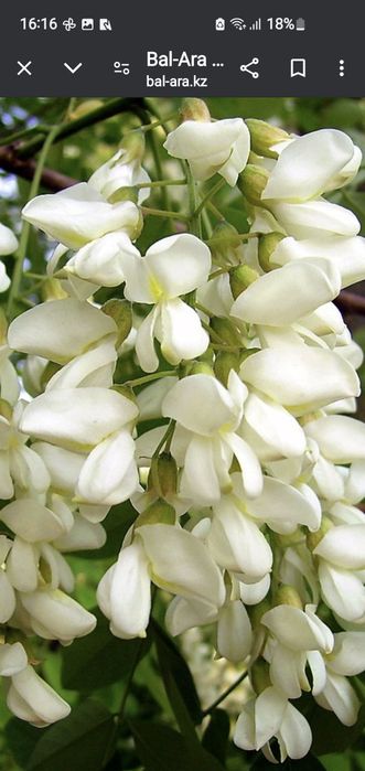 Продам белую акцию.