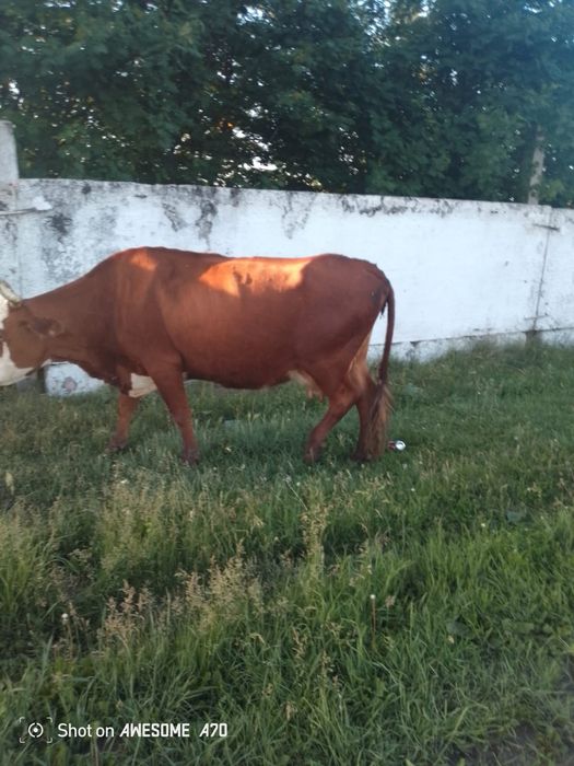 Продам корову и теленком