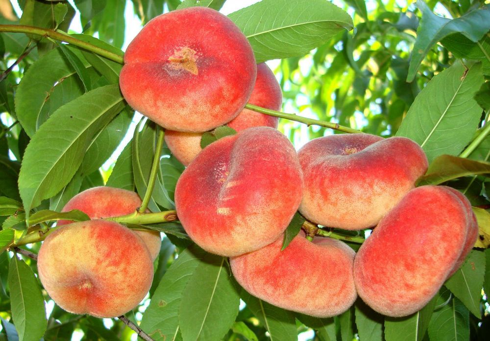 Piersic Plat Platicarp