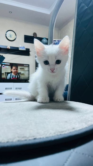 Отдам котёнка в добрые руки