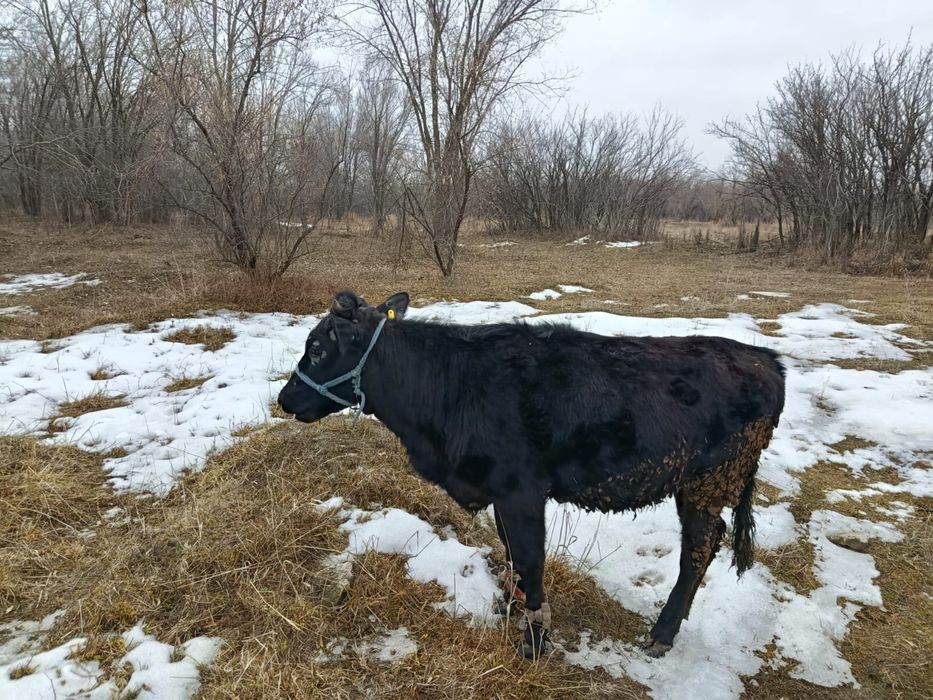 Тайынша откормда тұрған