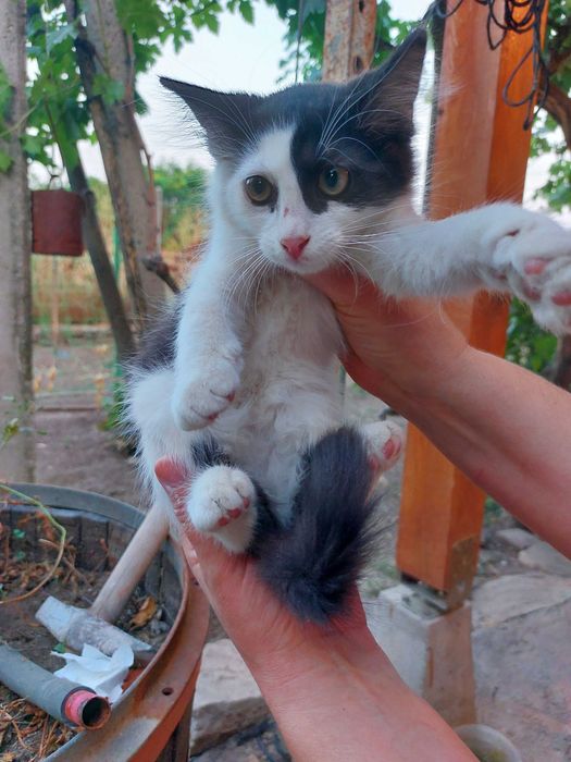 Подарявам котенца