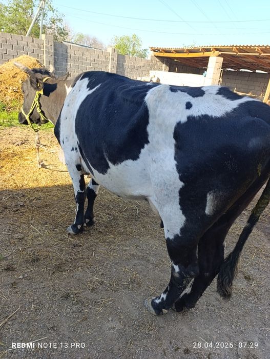 Сауын сиыр сатылады