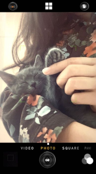 Котенок в добрые руки