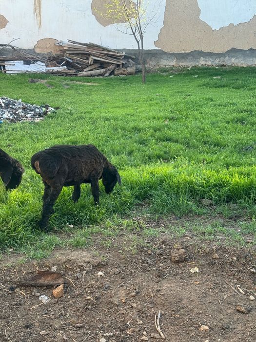 Qozi bor 10 ta srochna