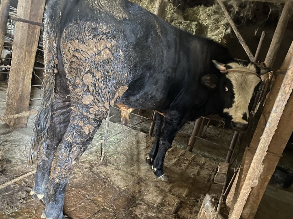 Buqa boqiladigan holi yosh