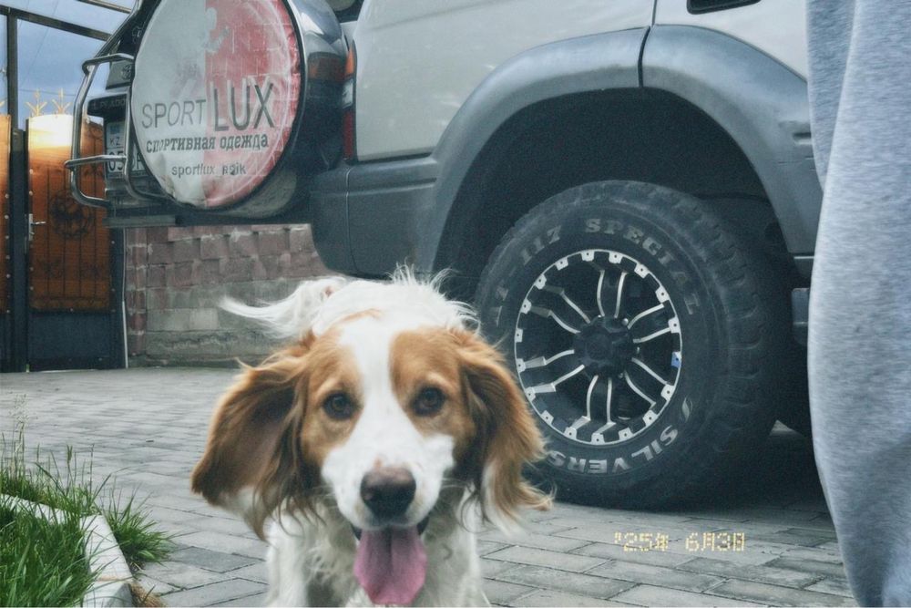 Кобель ищит невесту