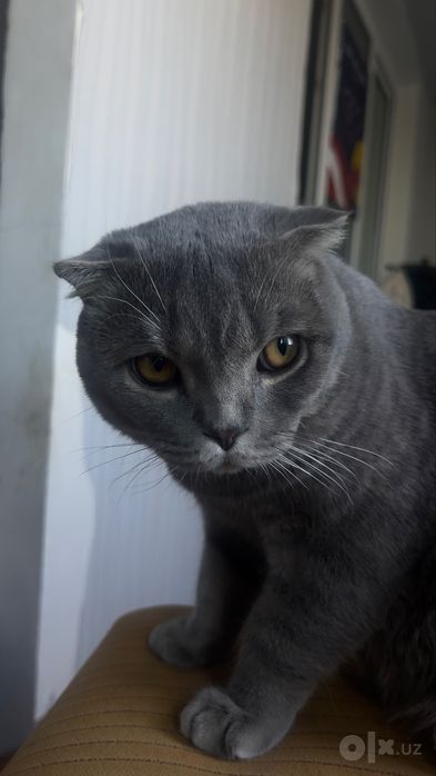 Scottish Fold Original